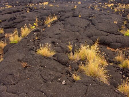 lava with some vegetationの写真素材