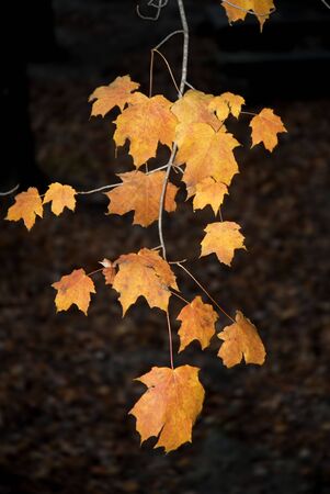 autumn branche with some orange leaves at nightの写真素材