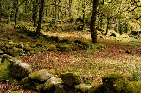 forest detail of the portuguese national park