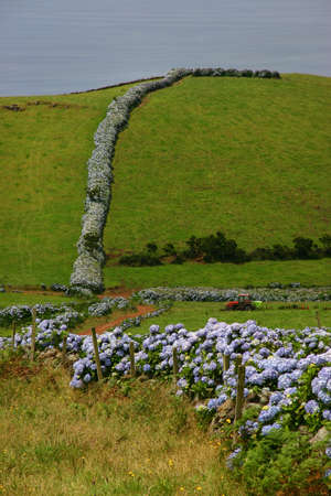 azores fieldsの写真素材