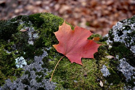 colored leaf in the ground at autumn