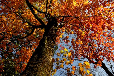 autumn leaves detail in the portuguese national parkの写真素材