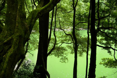 green lake in azores at the rain forestの写真素材