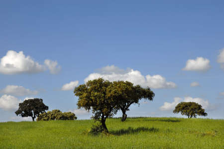 spring time in alentejo, the south of portugalの写真素材