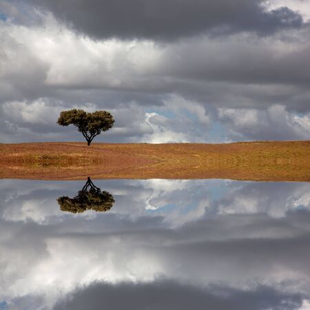 lonely tree in a alentejo farm, the south of portugal