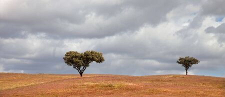 trees in a alentejo farm at the south of portugalの写真素材