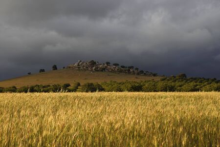 ceral fields of Alentejo, the south of Portugal, farm near Mertolaの写真素材