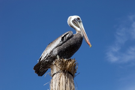 Pelican with the sky as background at Cancun, Mexicoの写真素材