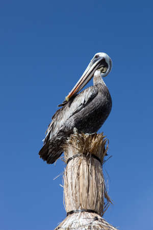 Pelican with the sky as background at Cancun, Mexicoの写真素材