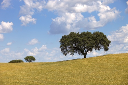 alentejo farm view, in the south of portugalの写真素材