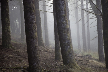 Madeira rainforest of laurisilva at the mountains