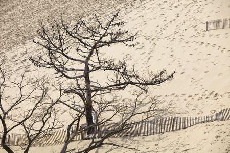 The Famous dune of Pyla fences, the highest sand dune in Europe, in Pyla Sur Mer, France.の写真素材