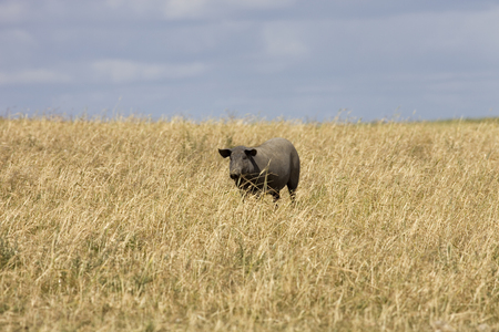 Black pig in a farm in alentejo, Portugalの写真素材