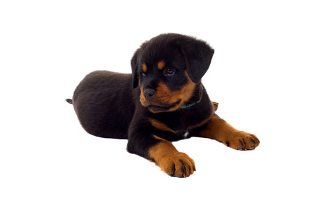 Little Rottweiler puppy dog, isolated on white backgroundの写真素材