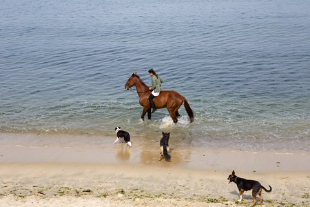 young woman riding a horse with her dogs at the beach, in Baiona, Galicia, Spainのeditorial素材