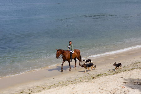 young woman riding a horse with her dogs at the beach, in Baiona, Galicia, Spainのeditorial素材