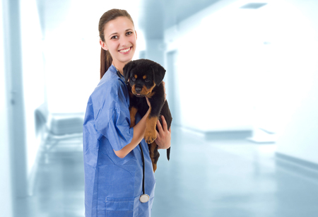 Brunette veterinary with a rottweiler puppy dog at the clinicの写真素材