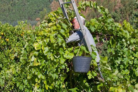 Farmer picking grapes during harvest at a vineyard on September 19, 2015 in Bouro, Portugal. The region of Minhoのeditorial素材
