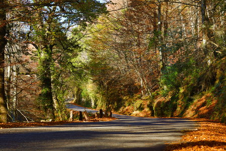 Autumn landscape with road and beautiful colored trees, in Geres, portuguese national Parkの写真素材