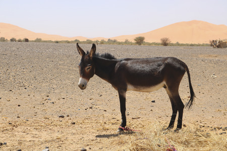 donkey in the sahara desert, north of Moroccoの写真素材