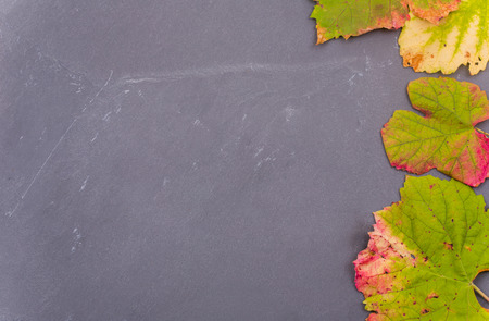 Autumn background leaves on dark background