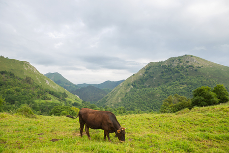 Cows in the Picos de Europa, Asturias. A very tourist place in Spainの写真素材