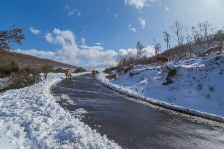 Cows at the mountain with snow in Sanabria, near the lake, Castilla y Leon, Spainの写真素材