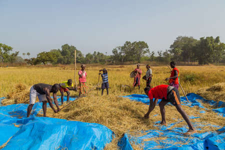 Bissau, Republic of Guinea-Bissau - January 7, 2020: Farmers working the field, countryside of...