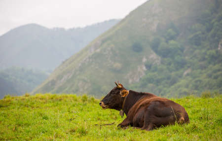 Cows in the Picos de Europa, Asturias. A very tourist place in Spainの写真素材