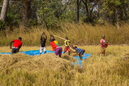 Bissau, Republic of Guinea-Bissau: Farmers working the field, countryside of Bissau