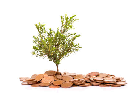Coins and plant isolated on white backgroundの写真素材