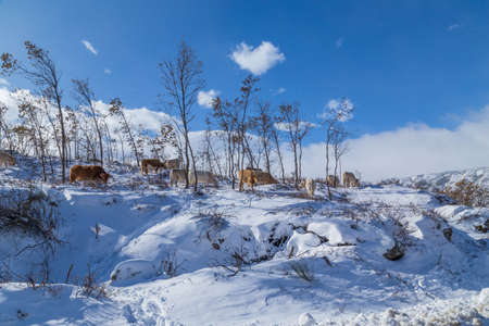Cows at the mountain with snow in Sanabria, near the lake, Castilla y Leon, Spainの写真素材