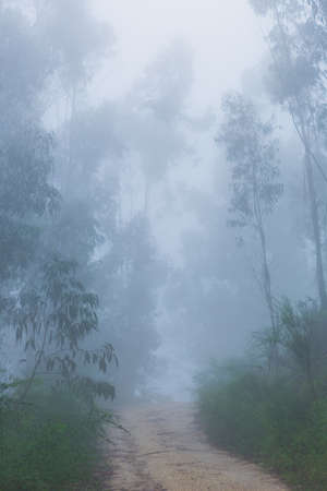 Fog in the forest at the portuguese national park, Geres, Portugal