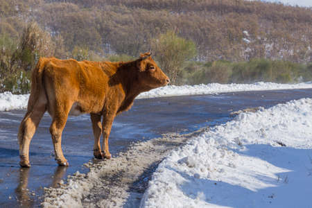 Cow at the mountain with snow in Sanabria, near the lake, Castilla y Leon, Spainの写真素材