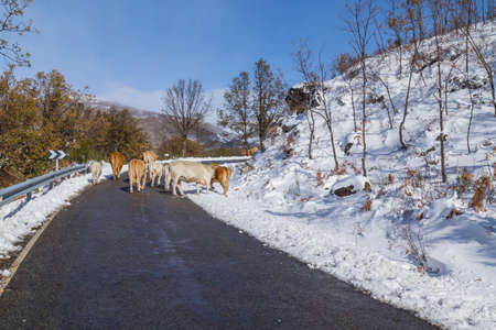 Cows at the mountain with snow in Sanabria, near the lake, Castilla y Leon, Spainの写真素材
