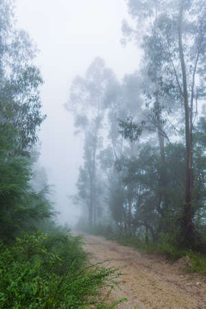Fog in the forest at the portuguese national park, Geres, Portugalの写真素材