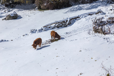 Cows at the mountain with snow in Sanabria, near the lake, Castilla y Leon, Spainの写真素材