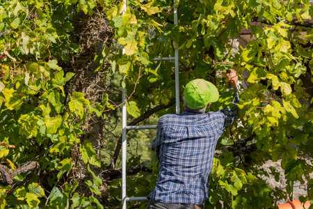 BOURO: Farmer picking grapes during harvest at a vineyard in Bouro, Portugal. The region of Minhoのeditorial素材