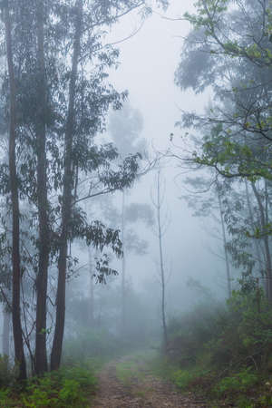 Fog in the forest at the portuguese national park, Geres, Portugalの写真素材