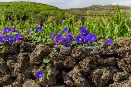 Violet flowers on the island of Graciosa in the Azores. Portugalの写真素材