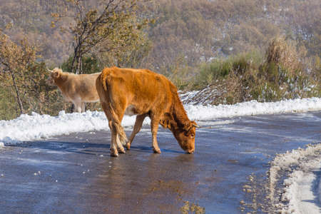 Cows at the mountain with snow in Sanabria, near the lake, Castilla y Leon, Spainの写真素材