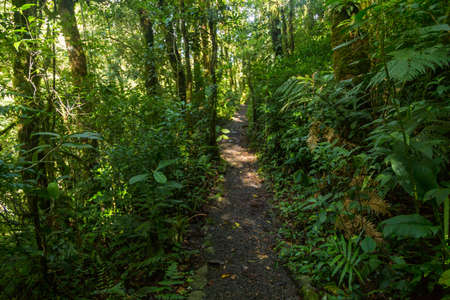 Green and thick tropical rain forest in Panamaの写真素材