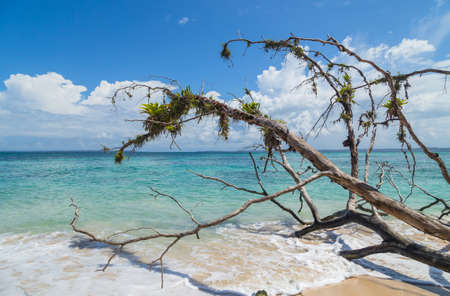 Tropical ocean beach with dead trees in costa rica