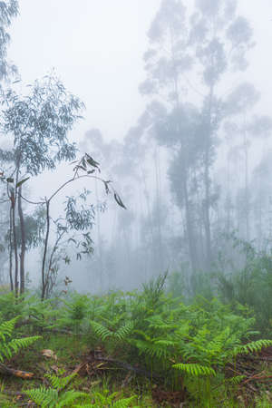 Fog in the forest at the portuguese national park, Geres, Portugalの写真素材