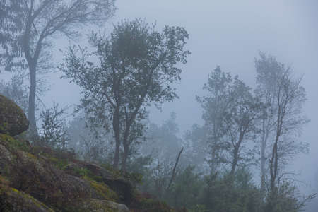 Fog in the forest at the portuguese national park, Geres, Portugalの写真素材