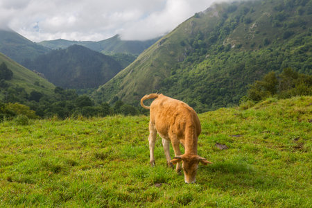Cows in the Picos de Europa, Asturias. A very tourist place in Spainの写真素材