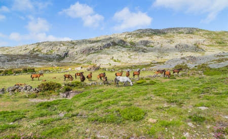 Horses pasturing at the mountains in the north of Portugalの写真素材