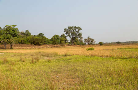 rice fields outside Bissau in summer, Guinea-Bissauの写真素材