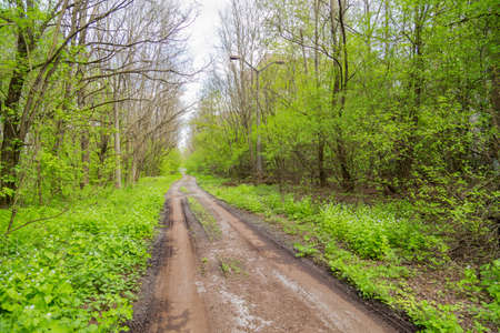 Old road in the woods of Pripyat, in Chernobyl, Ukraine. Exclusion Zone.の写真素材
