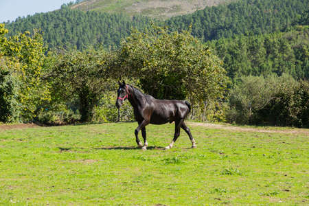 single horse on a meadow on Sao Miguel Island, Azores, Portugalの写真素材